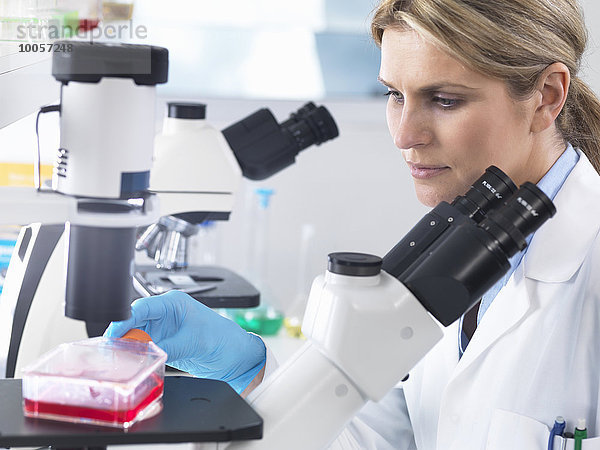 Wissenschaftler betrachten Stammzellkulturen  die im Wachstumsmedium unter einem inversen Mikroskop in einem Labor wachsen.