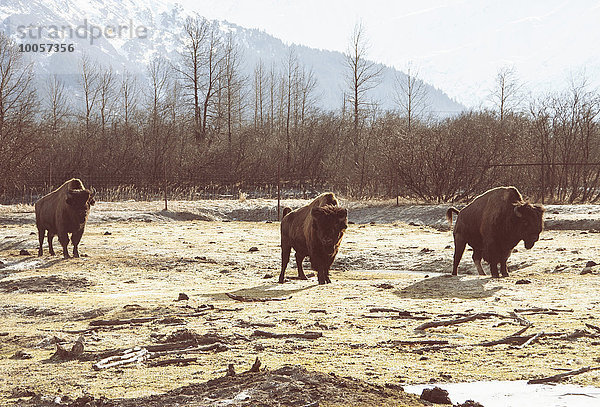 Bison  Gürtelholz  Anchorage  Alaska