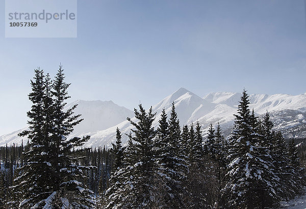 Schneebedeckte Bäume  Denali Nationalpark  Alaska