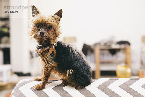 Portrait eines Yorkshire Terriers auf dem Bügelbrett im Modestudio