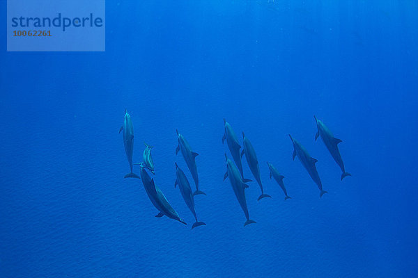 Schwimmende Delphine  Draufsicht  Hawaii  USA
