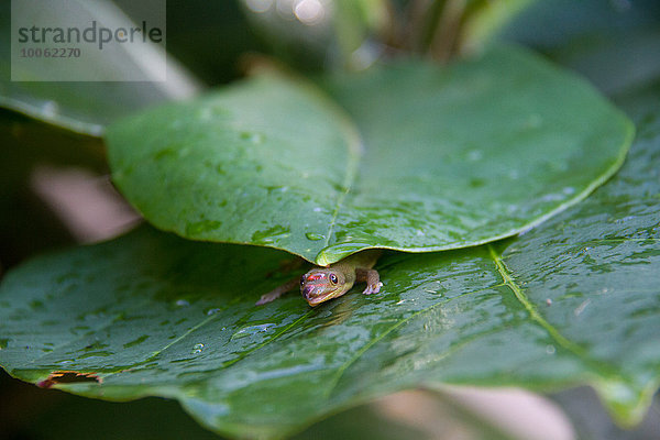 Gecko versteckt sich unter Blättern  Nahaufnahme