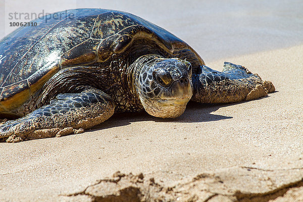 Schildkröte am Strand  Nahaufnahme  Hawaii