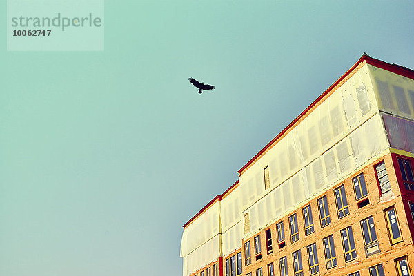 Silhouette eines Vogels  der über einem im Bau befindlichen Gebäude mit blauem Himmel fliegt.