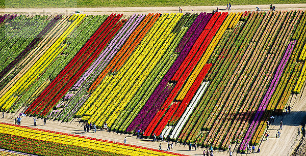 Luftaufnahme der Tulpenfelder