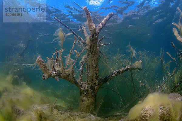 Überschwemmte  mit Algen bewachsene  Bäume  Unterwasseraufnahme  Granitsteinbruch Aleksandrovski  Mykolaiv  Ukraine  Europa