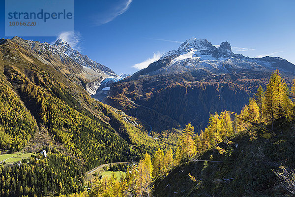 Glacier d?Argentière im Mont-Blanc-Massiv mit herbstlichem Lärchenwald  Chamonix-Mont-Blanc  Rhône-Alpes  Frankreich  Europa