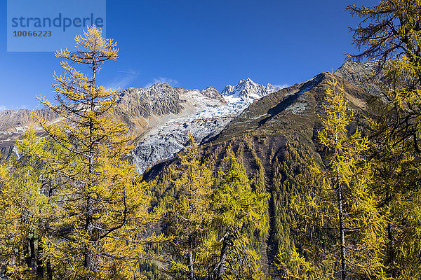 Glacier du Tour im Mont-Blanc-Massiv mit herbstlichem Lärchenwald  Chamonix-Mont-Blanc  Rhône-Alpes  Frankreich  Europa