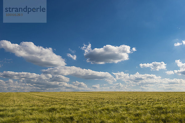 Gerste (Hordeum vulgare)  Getreidefeld unter blauem Sommerhimmel mit weißen Wolken