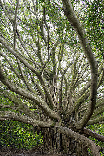 Banyan-Feige  Banyanbaum (Ficus benghalensis)  Seven Pools  Ohe o Gulch  Maui  Hawaii  USA  Nordamerika
