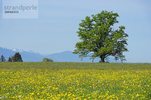 Frühlingswiesen mit einzelnem freistehendem Baum  Sonnenhofen  Königsdorf  Oberbayern  Bayern  Deutschland  Europa