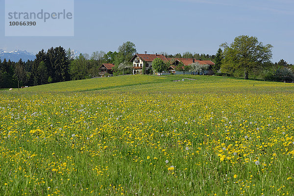 Bauernhaus mit Frühlingswiesen  Sonnenhofen  Königsdorf  Oberbayern  Bayern  Deutschland  Europa