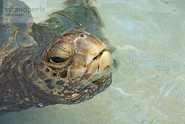 Suppenschildkröte (Chelonia mydas) im Wasser  Big Island  Hawaii  USA  Nordamerika
