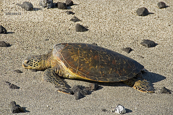 Suppenschildkröte (Chelonia mydas) am Strand  Big Island  Hawaii  USA  Nordamerika