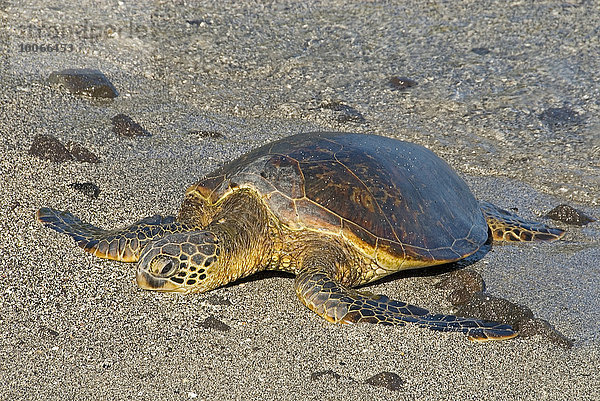 Suppenschildkröte (Chelonia mydas) am Strand  Big Island  Hawaii  USA  Nordamerika