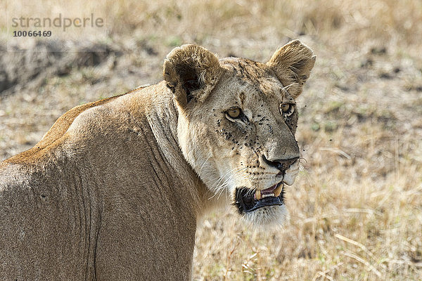 Löwin (Panthera leo)  Masai Mara  Kenia  Afrika