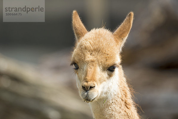 Vikunja (Vicugna vicugna)  Tierporträt  captive  Vorkommen Südamerika