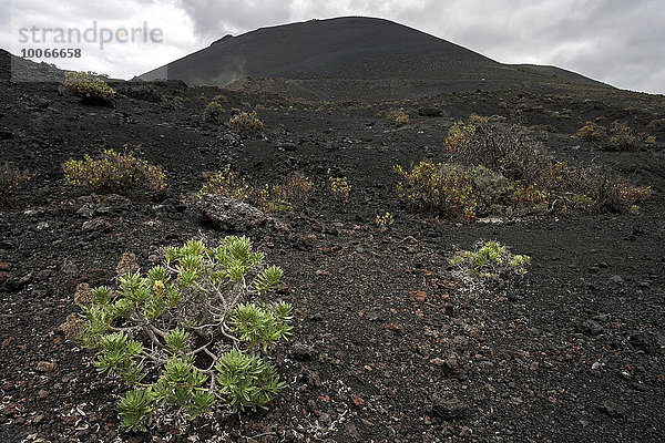 Vulkanlandschaft  Lava  typische Vegetation  bei Fuencaliente  La Palma  Kanarische Inseln  Spanien  Europa