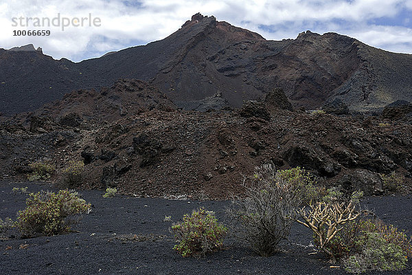 Vulkanlandschaft  Lava  typische Vegetation  bei Fuencaliente  La Palma  Kanarische Inseln  Spanien  Europa