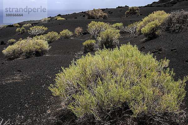 Vulkanlandschaft mit typischer Vegetation  bei Fuencaliente  La Palma  Kanarische Inseln  Spanien  Europa