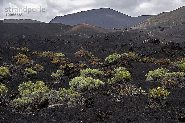 Vulkanlandschaft mit typischer Vegetation  hinten der Vulkan de San Antonio  bei Fuencaliente  La Palma  Kanarische Inseln  Spanien  Europa