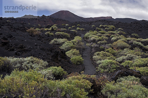 Weg durch die Vulkanlandschaft mit typischer Vegetation  hinten der Vulkan de Teneguia  bei Fuencaliente  La Palma  Kanarische Inseln  Spanien  Europa