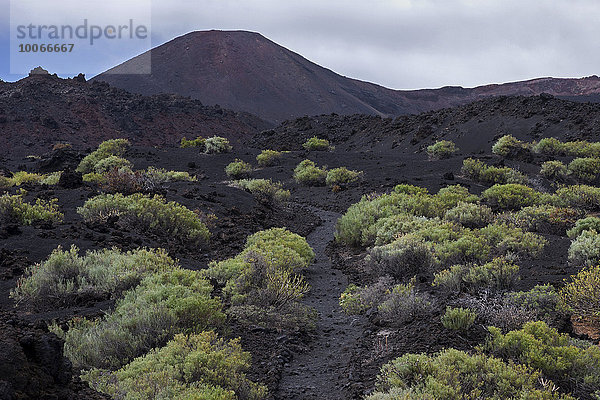 Weg durch die Vulkanlandschaft mit typischer Vegetation  hinten der Vulkan de Teneguia  bei Fuencaliente  La Palma  Kanarische Inseln  Spanien  Europa