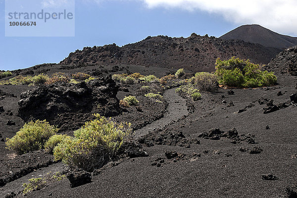 Weg durch die Vulkanlandschaft mit typischer Vegetation  hinten rechts der Vulkan de Teneguia  bei Fuencaliente  La Palma  Kanarische Inseln  Spanien  Europa