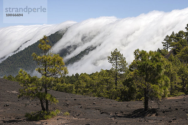 Kanarische Kiefern (Pinus canariensis) im Parque Natural de Cumbre Vieja  hinten ein Wolkenwasserfall über der Cumbre Nueva  La Palma  Kanarische Inseln  Spanien  Europa