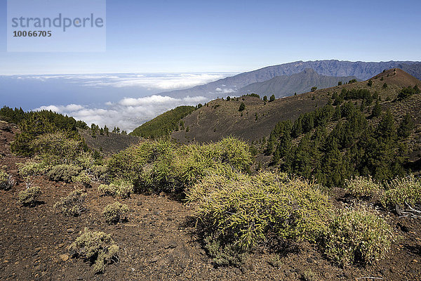 Ausblick vom Pico Birigoyo auf die Vulkanlandschaft und Kiefernwald im Parque Natural de Cumbre Vieja  hinten die Caldera de Taburiente  La Palma  Kanarische Inseln  Spanien  Europa