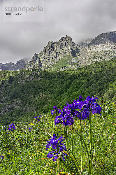 Englische Schwertlilie oder Pyrenäen-Schwertlilie (Iris latifolia)  Valle de Estós  Benasque  Aragonien  Spanien  Europa