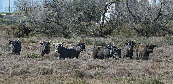 Camargue-Stiere oder Camargue-Rinder  freilebende Herde  Saintes-Maries-de-la-Mer  Provence-Alpes-Côte d'Azur  Frankreich  Europa