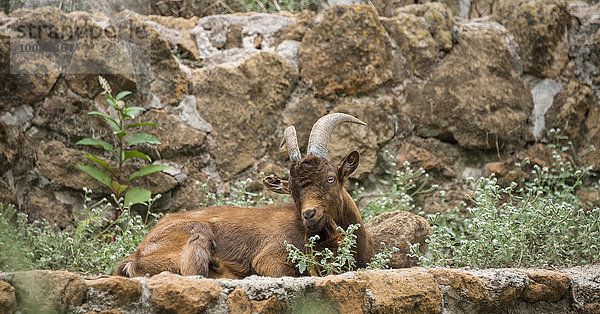 Montecristo Ziege (Capra sp.)  Tierpark Rom  Italien  Europa