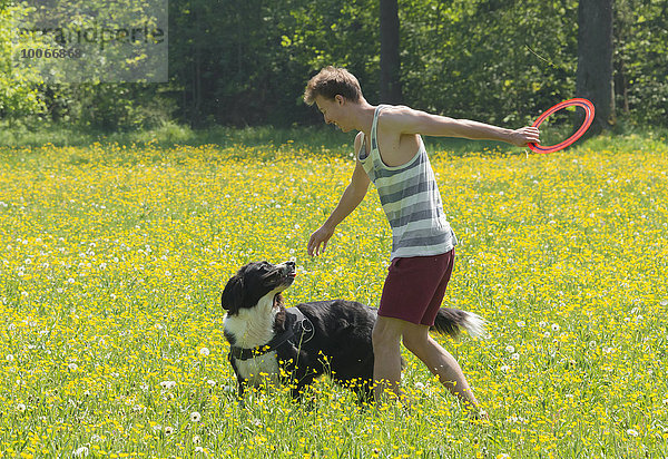 Junger Mann spielt Frisbee mit Hund  Border Collie  gelbe Blumenwiese  Perlacher Forst  München  Bayern  Deutschland  Europa