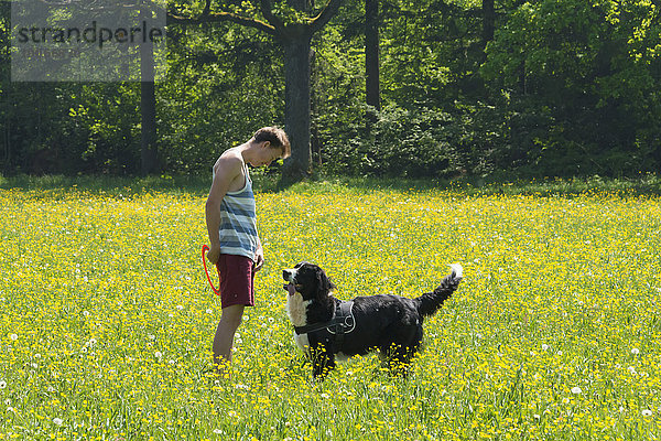 Junger Mann spielt Frisbee mit Hund  Border Collie  gelbe Blumenwiese  Perlacher Forst  München  Bayern  Deutschland  Europa