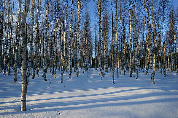 Birkenwald (Betula pendula)  Kuusamo  Finnland  Europa