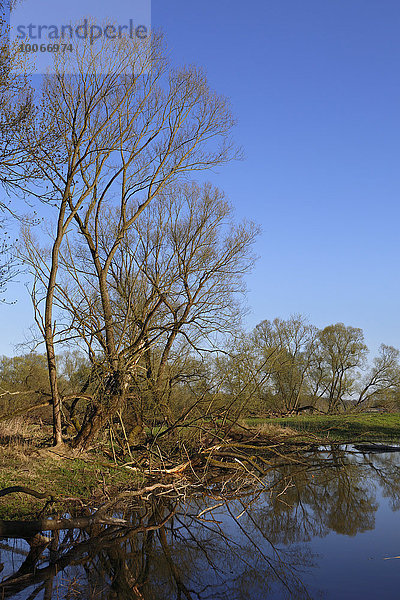Altwasser in der Flussauenlandschaft im Frühling  Biosphärenreservat Mittlere Elbe  Dessau-Rosslau  Sachsen-Anhalt  Deutschland  Europa