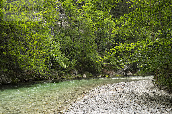 Fluss Schwarza im Höllental  Reichenau an der Rax  Wiener Alpen  Niederösterreich  Österreich  Europa