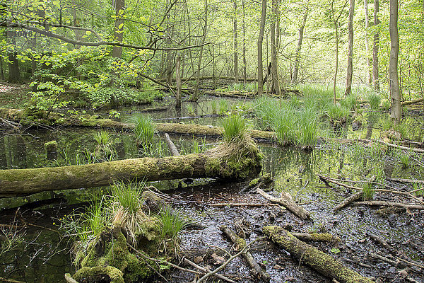Sumpf mit Altholz  Nationalpark Hainich  Thüringen  Deutschland  Europa