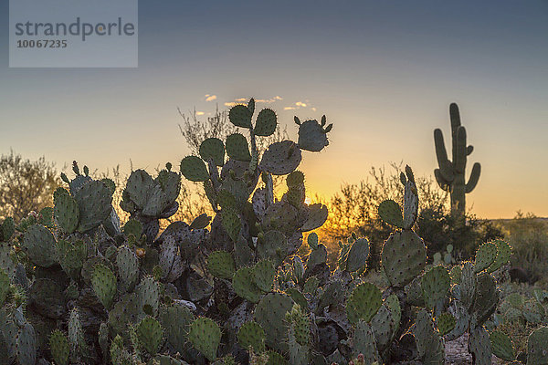 Vorne Engelmann's Prickly Pear Kaktus (Opuntia engelmannii)  hinten Saguaro-Kaktus (Carnegiea gigantea) bei Sonnenuntergang  Sonora Wüste  Tucson  Arizona  USA  Nordamerika