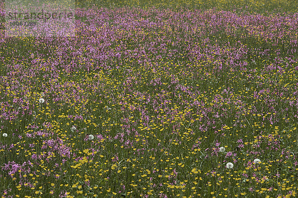 Wiese mit blühenden Kuckucks-Lichtnelken (Lychnis flos-cuculi) und Hahnenfuß (Ranunculus)  Bayern  Deutschland  Europa