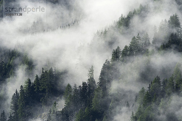 Nebelschwaden über Wald  Prägraten am Großvenediger  Virgental  Osttirol  Österreich  Europa