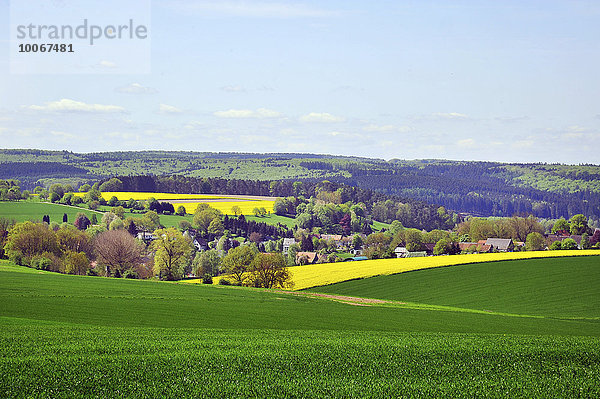 Rapsfeld  bei Stockum  Möhnesee  Nordrhein- Westfalen  Deutschland  Europa