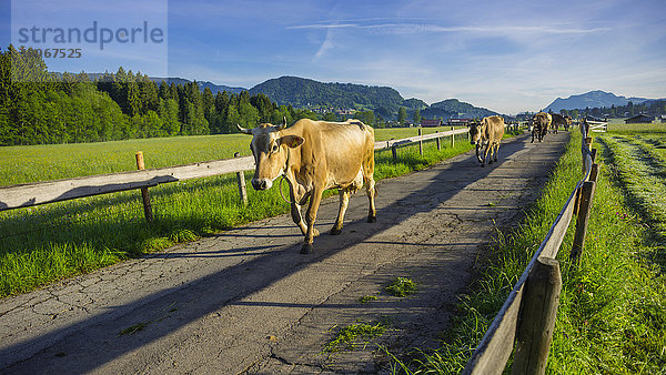Kühe werden morgens vom Stall auf die Weide getrieben  Loretto Wiesen  bei Oberstdorf  Allgäu  Bayern  Deutschland  Europa