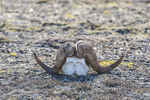 Ausgebleichter Schädel eines Moschusochsen  Holmbugt  Kong Oscar Fjord  Nordost-Grönland-Nationalpark  Grönland  Nordamerika