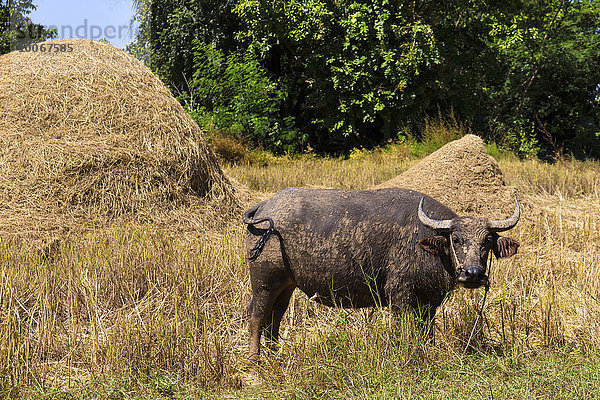 Wasserbüffel (Bubalus arnee) vor Heuhaufen  Provinz Surin  Isan  Isaan  Thailand  Asien