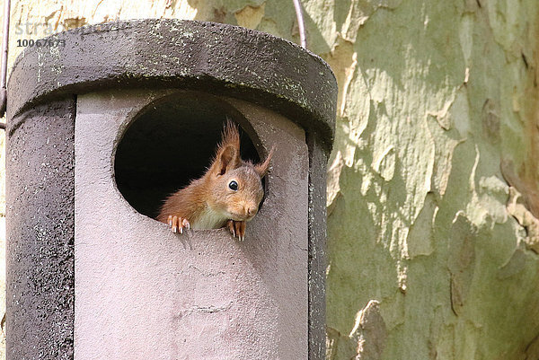 Junges Eichhörnchen (Sciurus vulgaris) schaut aus Eulen-Nistkasten  Hessen  Deutschland  Europa