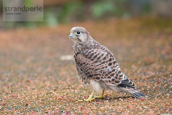 Junger Turmfalke (Falco tinnunculus)  Hessen  Deutschland  Europa