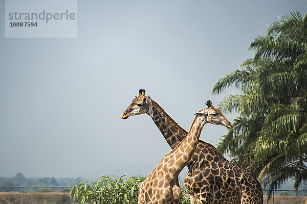 nahe stehend Baum Himmel unterhalb blau Giraffe Giraffa camelopardalis