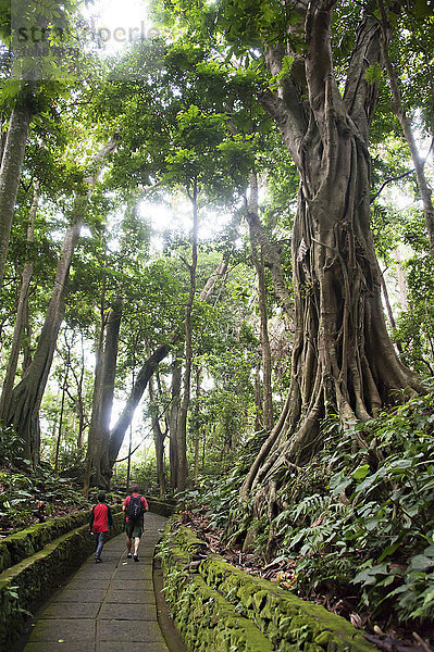 gehen Weg Regenwald Tourist Asphalt